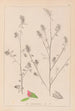 Ranskan kasvilajiston herbarium Pl0233 - Louis Antoine Cusin — näkymä teoksesta