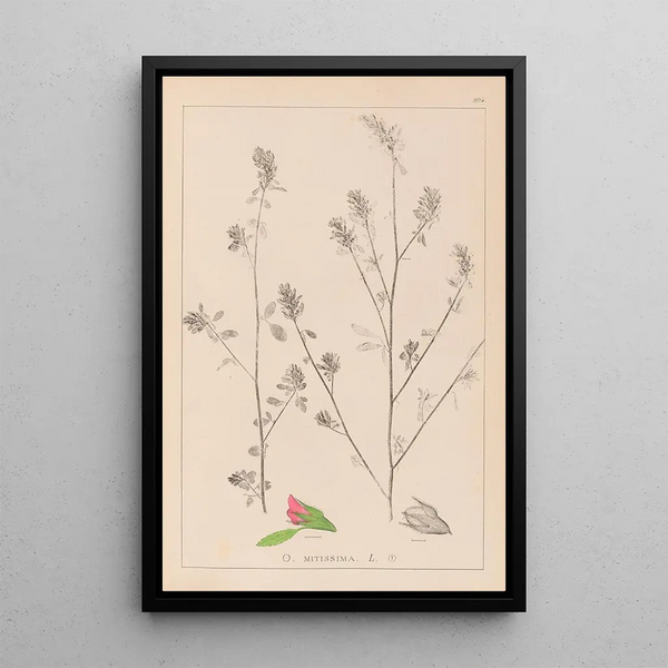 Louis Antoine Cusin - Herbier de la flore franaise Pl0233.webp