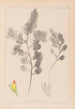 Ranskan kasvilajiston herbarium Pl0234 - Louis Antoine Cusin — näkymä teoksesta
