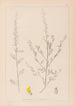 Ranskan kasvilajiston herbarium Pl0235 - Louis Antoine Cusin — näkymä teoksesta