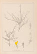 Ranskan kasvilajiston herbarium Pl0236 - Louis Antoine Cusin — näkymä teoksesta