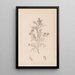 ranskalaisen kasvilajiston herbarium Pl0237 - Louis Antoine Cusin — kehystetty taideteos seinällä