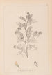 ranskalaisen kasvilajiston herbarium Pl0237 - Louis Antoine Cusin — näkymä teoksesta