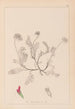 ranskalaisen kasvilajiston herbarium Pl0238 - Louis Antoine Cusin — näkymä teoksesta