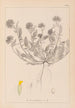ranskalaisen kasvilajiston herbarium Pl0239 - Louis Antoine Cusin — näkymä teoksesta