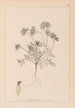 ranskalaisen kasvilajiston herbarium Pl0240 - Louis Antoine Cusin — näkymä teoksesta