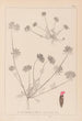 ranskalaisen kasvilajiston herbarium Pl0241 - Louis Antoine Cusin — näkymä teoksesta