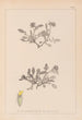ranskalaisen kasvilajiston herbarium Pl0242 - Louis Antoine Cusin — näkymä teoksesta