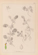 ranskalaisen kasvilajiston herbarium Pl0243 - Louis Antoine Cusin — näkymä teoksesta