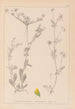 ranskalaisen kasvilajiston herbarium Pl0244 - Louis Antoine Cusin — näkymä teoksesta