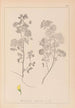 ranskalaisen kasvilajiston herbarium Pl0245 - Louis Antoine Cusin — näkymä teoksesta