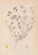 ranskalaisen kasvilajiston herbarium Pl0246 - Louis Antoine Cusin — näkymä teoksesta