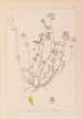 ranskalaisen kasvilajiston herbarium Pl0247 - Louis Antoine Cusin — näkymä teoksesta