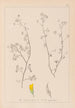 ranskalaisen kasvilajiston herbarium Pl0248 - Louis Antoine Cusin — näkymä teoksesta