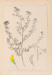 ranskalaisen kasvilajiston herbarium Pl0249 - Louis Antoine Cusin — näkymä teoksesta