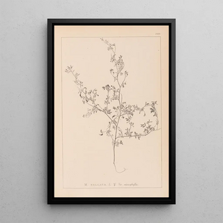 Louis Antoine Cusin - Herbier de la flore franaise Pl0250.webp