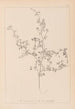 ranskalaisen kasvilajiston herbarium Pl0250 - Louis Antoine Cusin — näkymä teoksesta