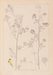 ranskalaisen kasvilajiston herbarium Pl0251 - Louis Antoine Cusin — näkymä teoksesta