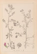 ranskalaisen kasvilajiston herbarium Pl0252 - Louis Antoine Cusin — näkymä teoksesta