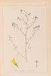 ranskalaisen kasvilajiston herbarium Pl0253 - Louis Antoine Cusin — näkymä teoksesta