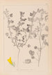 ranskalaisen kasvilajiston herbarium Pl0254 - Louis Antoine Cusin — näkymä teoksesta