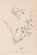 ranskalaisen kasvilajiston herbarium Pl0256 - Louis Antoine Cusin — näkymä teoksesta