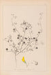 ranskalaisen kasvilajiston herbarium Pl0257 - Louis Antoine Cusin — näkymä teoksesta