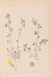 ranskalaisen kasvilajiston herbarium Pl0260 - Louis Antoine Cusin — näkymä teoksesta