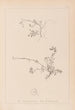 ranskalaisen kasvilajiston herbarium Pl0261 - Louis Antoine Cusin — näkymä teoksesta