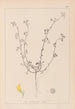 Herbier de la flore française Pl0263 - Louis Antoine Cusin — näkymä teoksesta