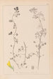 Herbier de la flore française Pl0266 - Louis Antoine Cusin — näkymä teoksesta