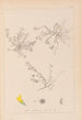 Herbier de la flore française Pl0268 - Louis Antoine Cusin — näkymä teoksesta