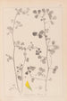 Herbier de la flore française Pl0269 - Louis Antoine Cusin — näkymä teoksesta