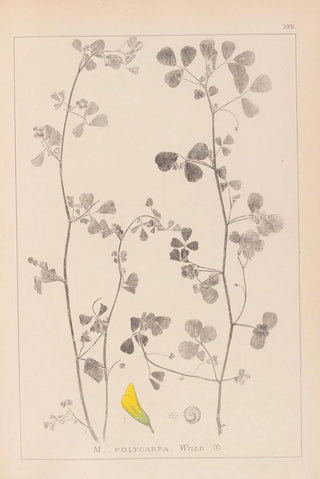 Louis Antoine Cusin - Herbier de la flore franaise Pl0269.webp