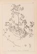 Herbier de la flore française Pl0270 - Louis Antoine Cusin — näkymä teoksesta