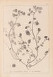Herbier de la flore française Pl0271 - Louis Antoine Cusin — näkymä teoksesta
