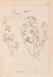 Herbier de la flore française Pl0273 - Louis Antoine Cusin — näkymä teoksesta