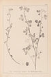 Herbier de la flore française Pl0274 - Louis Antoine Cusin — näkymä teoksesta