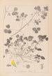 Herbier de la flore française Pl0276 - Louis Antoine Cusin — näkymä teoksesta
