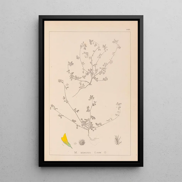 Louis Antoine Cusin - Herbier de la flore franaise Pl0277.webp