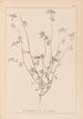 Herbier de la flore française Pl0278 - Louis Antoine Cusin — näkymä teoksesta