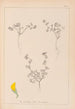 Herbier de la flore française Pl0279 - Louis Antoine Cusin — näkymä teoksesta