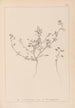 Herbier de la flore française Pl0281 - Louis Antoine Cusin — näkymä teoksesta