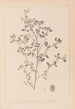 Herbier de la flore française Pl0282 - Louis Antoine Cusin — näkymä teoksesta