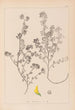 Herbier de la flore française Pl0283 - Louis Antoine Cusin — näkymä teoksesta