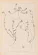 Herbier de la flore française Pl0285 - Louis Antoine Cusin — näkymä teoksesta
