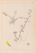 Herbier de la flore française Pl0286 - Louis Antoine Cusin — näkymä teoksesta