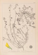 Ranskalaisen kasvilajiston herbarium Pl0287 - Louis Antoine Cusin — näkymä teoksesta