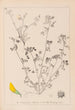 Ranskalaisen kasvilajiston herbarium Pl0288 - Louis Antoine Cusin — näkymä teoksesta