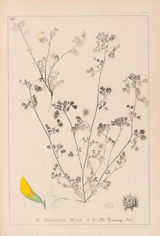 Louis Antoine Cusin - Herbier de la flore franaise Pl0288.webp